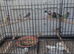 Owl finch
