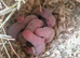 part angora ferret kits