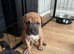 Staffy x sharpei