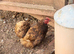 ****PUREBRED PEKIN FEMALES****