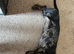 Black & silver dachshund
