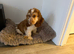 Gorgeous male pedigree cocker spaniel puppy