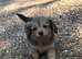Beautiful Dachshund x Pomeranian Puppies