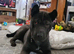 Shar Pei X
