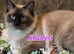 Gorgeous Pedigree ragdoll kitten