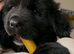 Newfoundland puppy