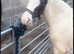 Filly to make 13.1++
