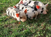 Kune kune piglets for sale