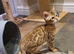 Very Beautiful Pedigree Bengal Kittens.