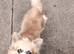 Long coat chihuahua female
