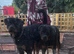 Rottweiler puppies
