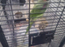 Alexandrian male talking parrot