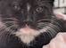 Lovely kittens ready now- urgent x