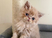 GCCF registered Persian kittens