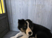 For sale puppy
