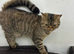 British shorthair mum Persian dad