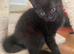 1 black male kitten for sale