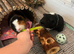 2 male guinea pigs