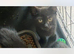 5 cats for sale