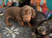 Beautiful mini dachshunds