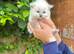 Beautiful Pure Blue Point Ragdoll
