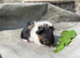 4 lovely baby boars