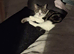 Cats needing rehoming asap