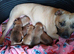 Staff puppies