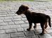 Jack Russell boy puppy ready for ther home s now