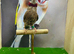 Cut throat finches