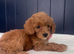 Stunning Tiny Cavapoo Puppy Girl