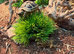 Sulcata tortoise