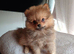 Adorable Pomeranian puppies – 3 girls – ready for their new homes.