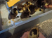 Ducklings for sale cayuga and cayuga cross runner