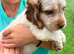 Cocker spaniel puppies