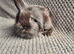 Mini Lion Lop Bunnies