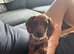 3 female dachshund puppies