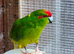 Kakariki cock bird in Maidstone