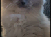 Ragdoll kittens for sale