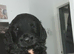 Beautiful Cockapoo Puppies