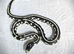 Californian King Snake babies