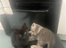 Adorable kittens ready flead wormed fully litter trained