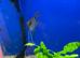 Wild Type Angelfish (Pterophyllum scalare)