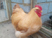 Buff Orpington cockerel