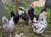 Araucana Bantam Mixed Colour Hatching Eggs X 6