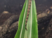 Mourning Geckos