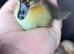 5 ducklings looking for home