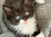 Pedigree Siberian Kittens 2 left!