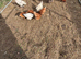 Flock of hens