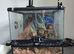 2 mourning geckos
